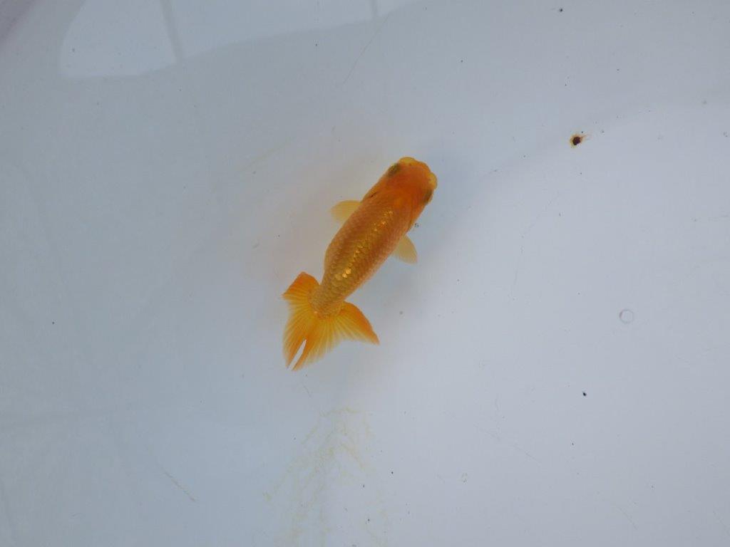 【管理魚 当歳らんちゅう 】尾の雰囲気も背なりも良い感じ！水槽飼育お勧め　約8㎝