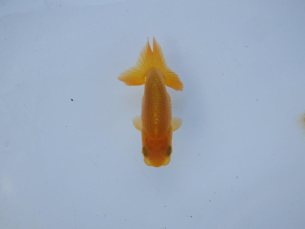 【管理魚 当歳らんちゅう 】尾の雰囲気も背なりも良い感じ！水槽飼育お勧め　約8㎝の上身