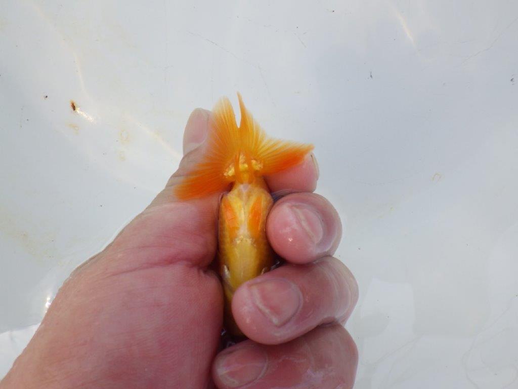 【管理魚 当歳らんちゅう 】尾の雰囲気も背なりも良い感じ！水槽飼育お勧め　約8㎝