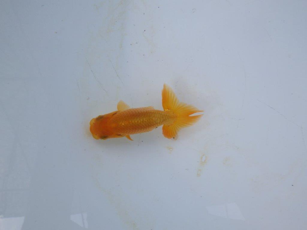【管理魚 当歳らんちゅう 】尾の雰囲気も背なりも良い感じ！水槽飼育お勧め　約8㎝