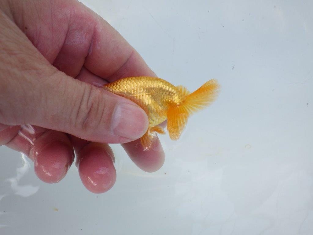 【管理魚 当歳らんちゅう 】尾の雰囲気も背なりも良い感じ！水槽飼育お勧め　約8㎝