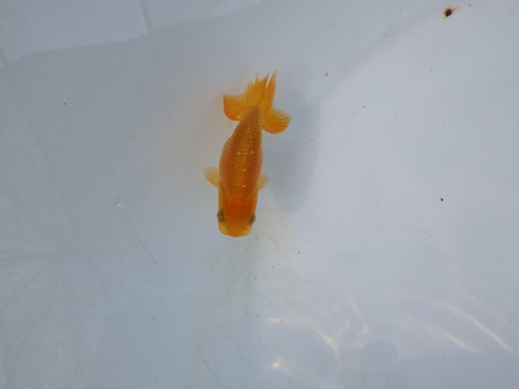 【管理魚 当歳らんちゅう 】背、腰のラインが綺麗で水槽映えする！　約8㎝