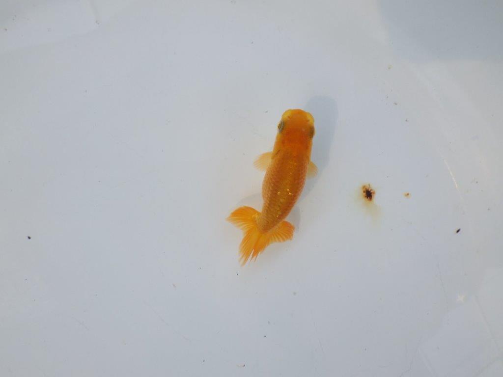 【管理魚 当歳らんちゅう 】背、腰のラインが綺麗で水槽映えする！　約8㎝