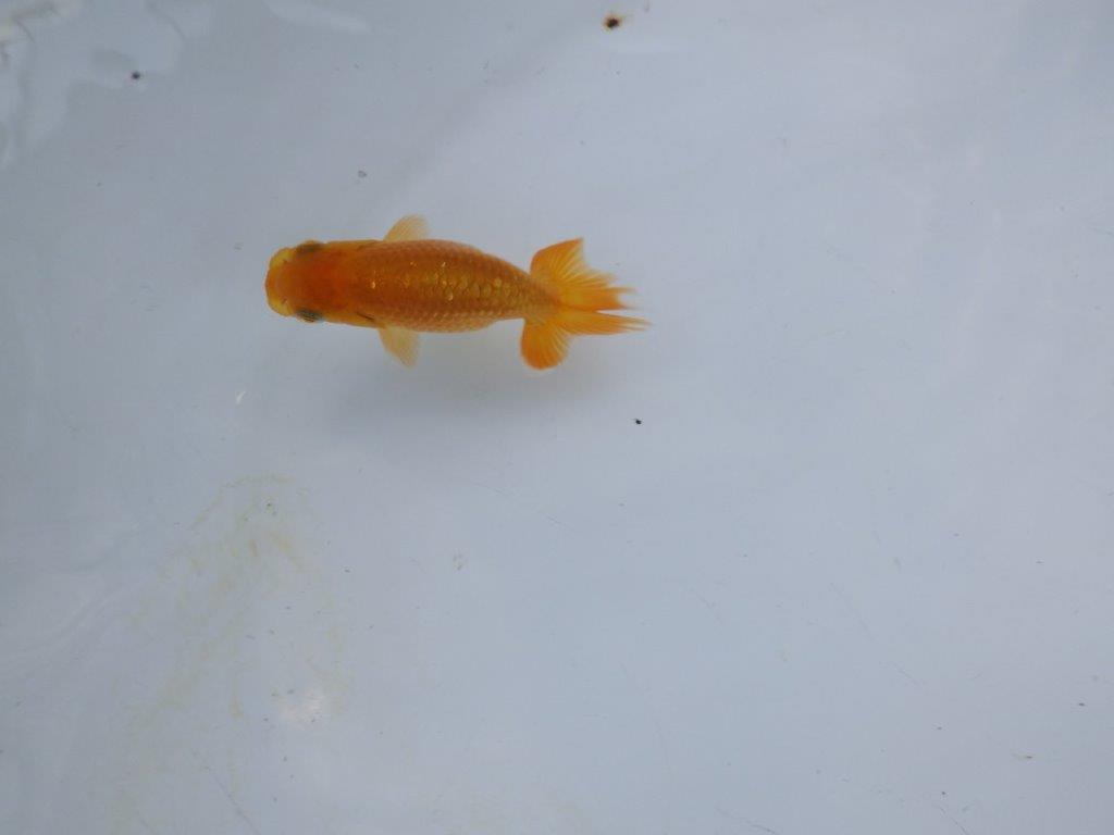 【管理魚 当歳らんちゅう 】背、腰のラインが綺麗で水槽映えする！　約8㎝