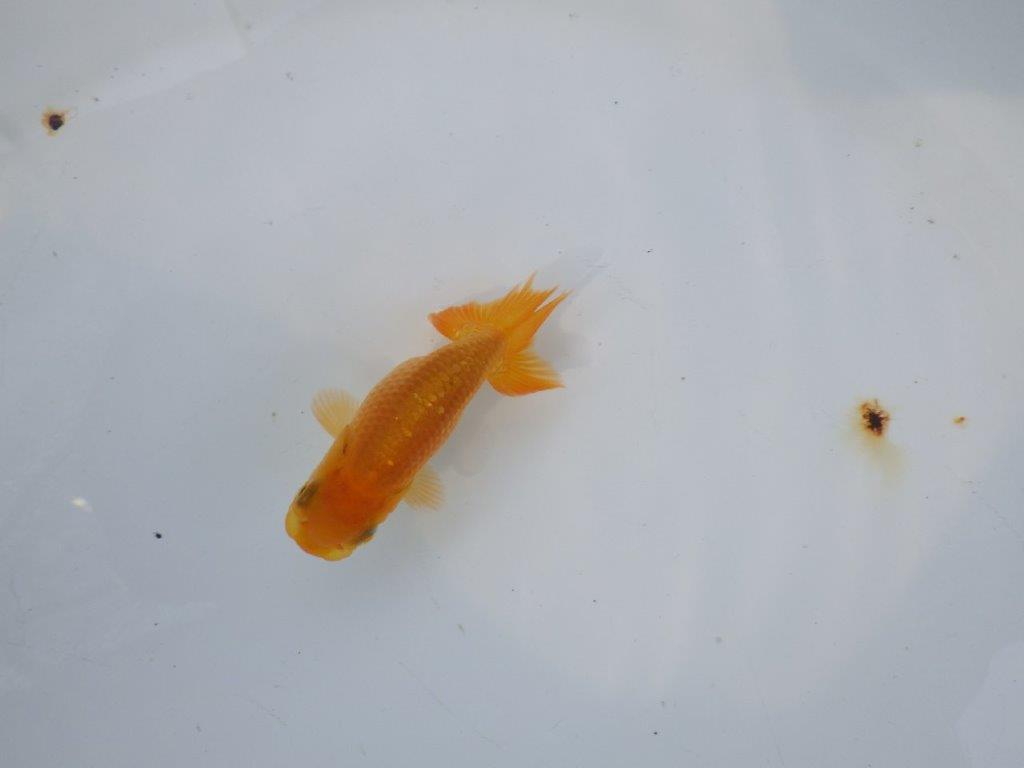 【管理魚 当歳らんちゅう 】背、腰のラインが綺麗で水槽映えする！　約8㎝