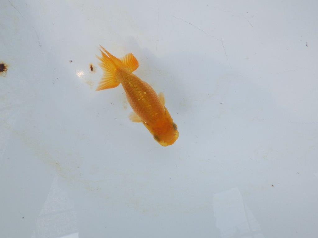 【管理魚 当歳らんちゅう 】背、腰のラインが綺麗で水槽映えする！　約8㎝の上身
