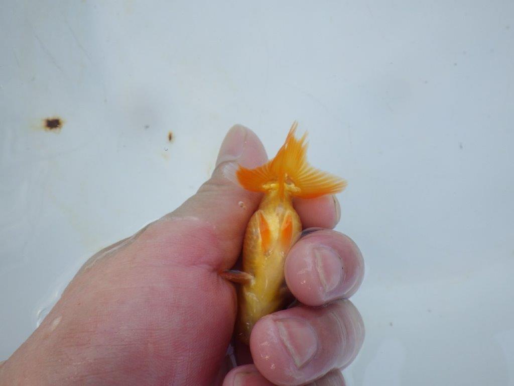 【管理魚 当歳らんちゅう 】背、腰のラインが綺麗で水槽映えする！　約8㎝