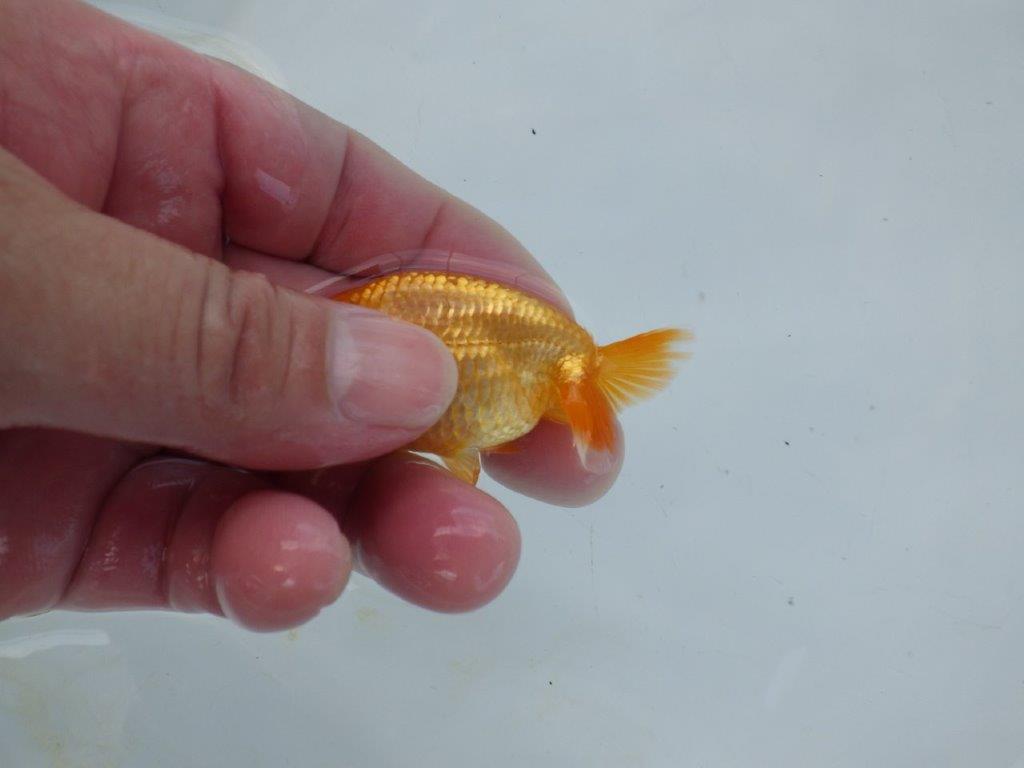 【管理魚 当歳らんちゅう 】背、腰のラインが綺麗で水槽映えする！　約8㎝