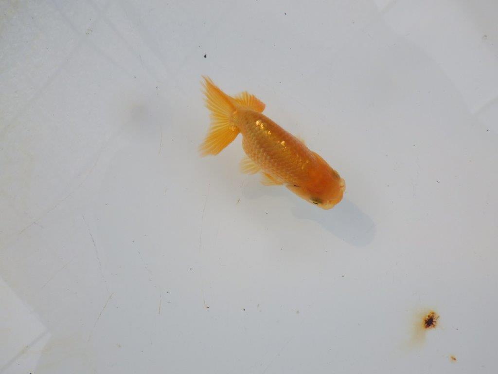 【管理魚 当歳らんちゅう 】体高があり丸みのある背のラインが水槽で映える！　約8㎝