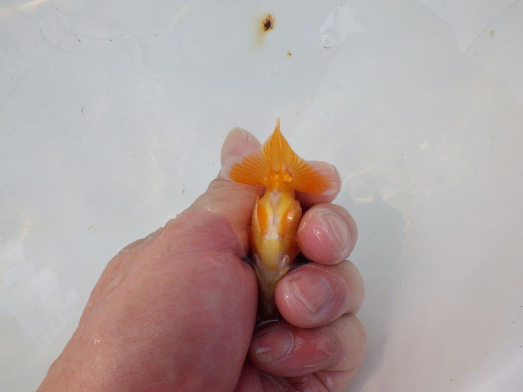 【管理魚 当歳らんちゅう 】体高があり丸みのある背のラインが水槽で映える！　約8㎝