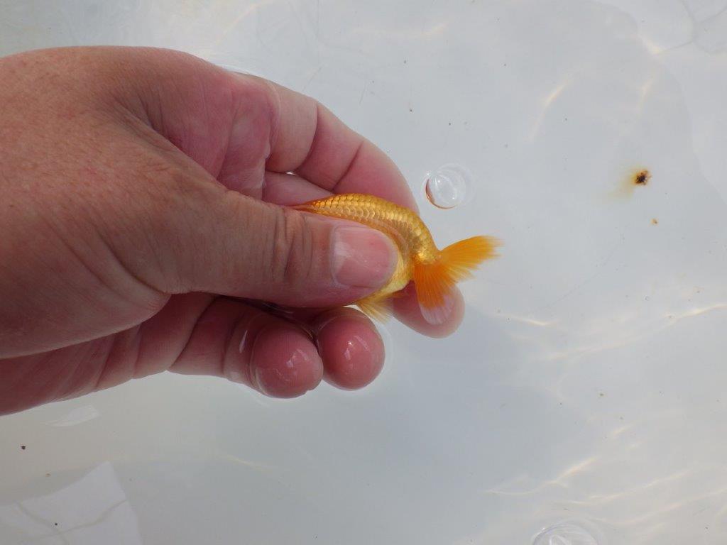 【管理魚 当歳らんちゅう 】体高があり丸みのある背のラインが水槽で映える！　約8㎝