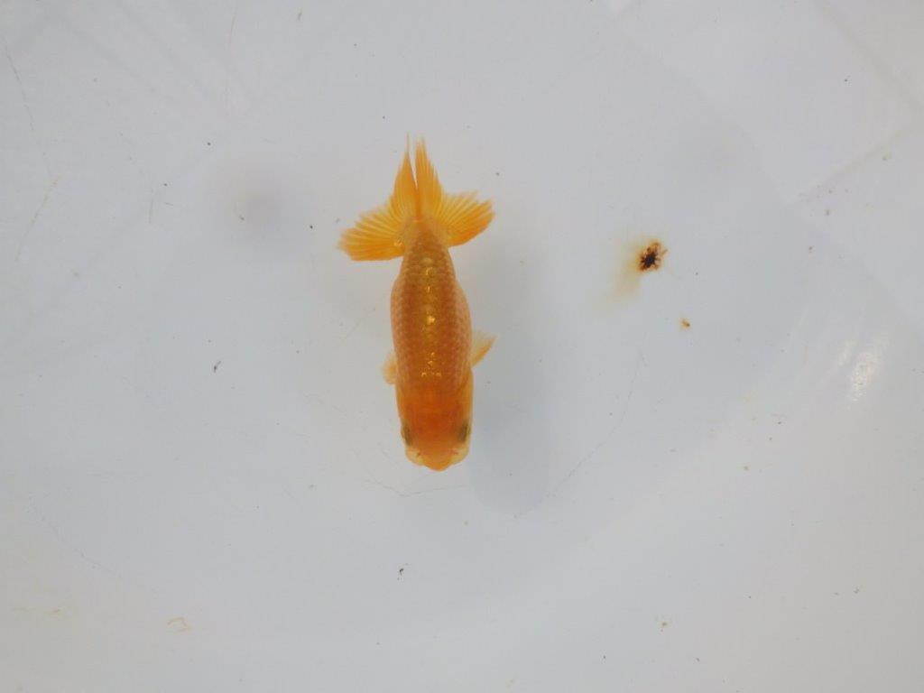 【管理魚 当歳らんちゅう 】体高があり丸みのある背のラインが水槽で映える！　約8㎝の上身