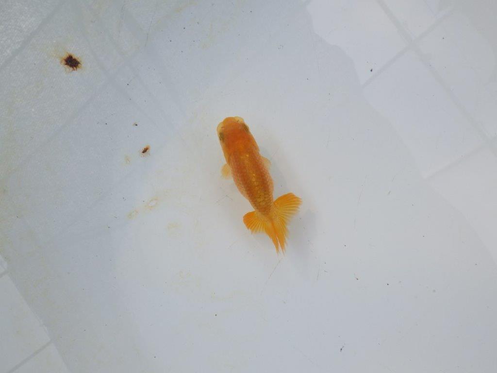 【管理魚 当歳らんちゅう 】体高があり丸みのある背のラインが水槽で映える！　約8㎝