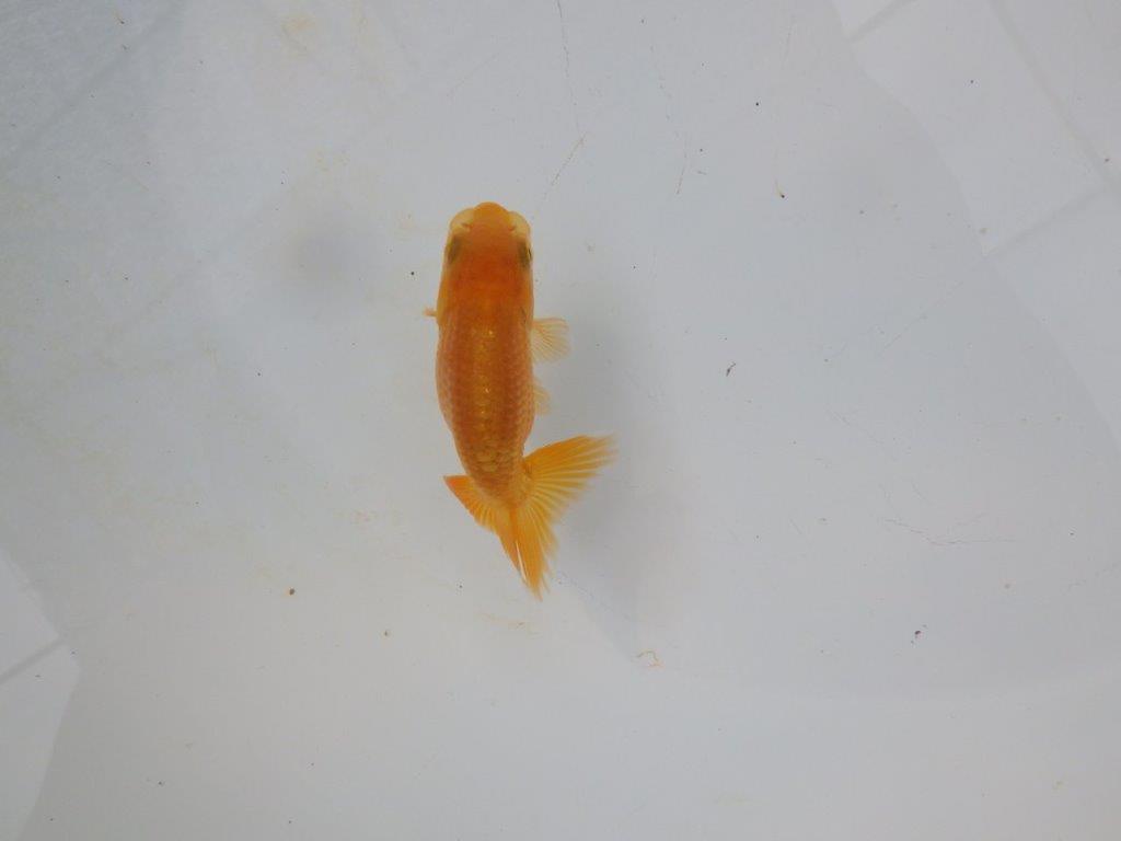 【管理魚 当歳らんちゅう 】体高があり丸みのある背のラインが水槽で映える！　約8㎝