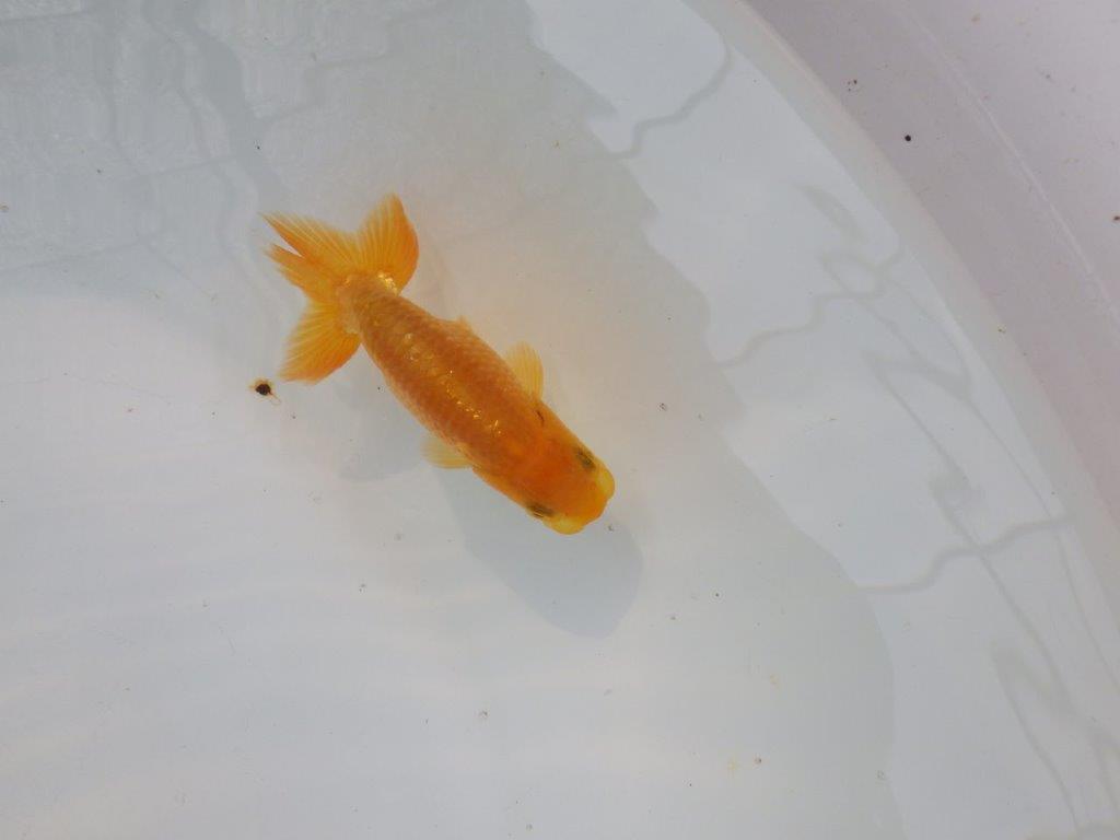 【管理魚 当歳らんちゅう 】頭、背なり、尾構え、三拍子そろってます！　約9,5㎝