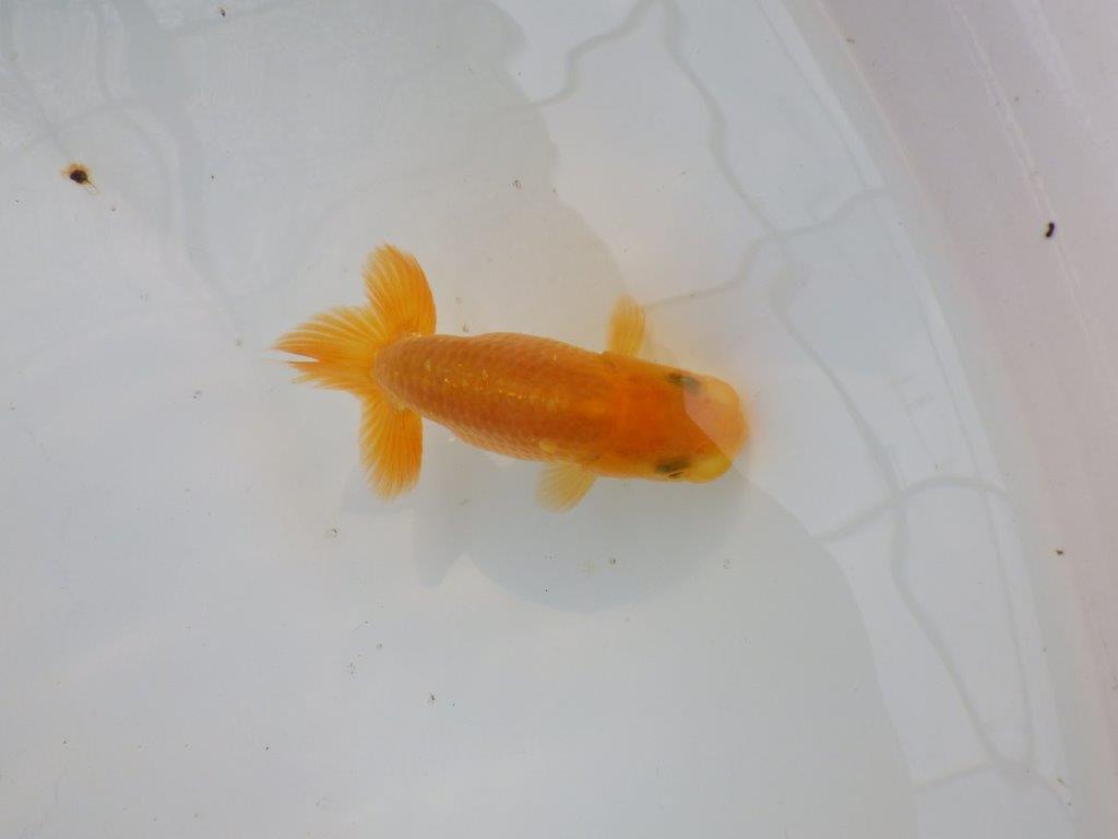 【管理魚 当歳らんちゅう 】頭、背なり、尾構え、三拍子そろってます！　約9,5㎝