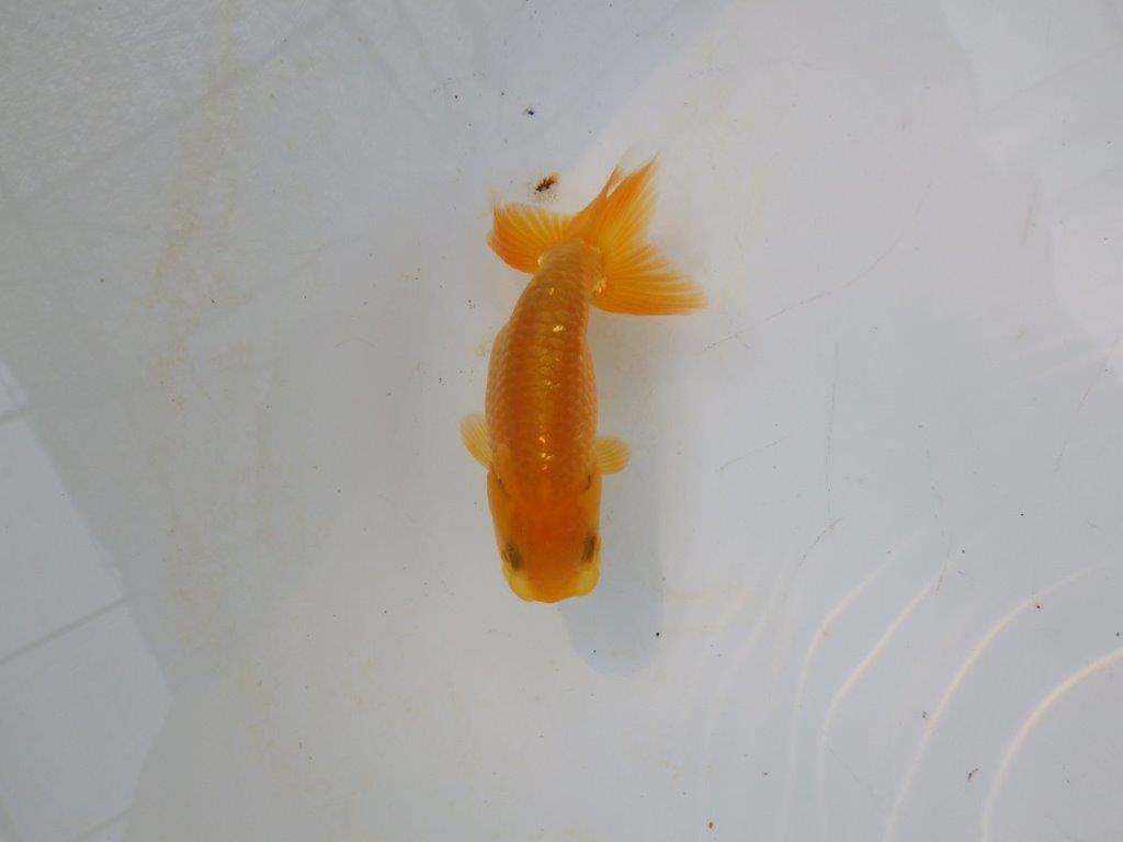 【管理魚 当歳らんちゅう 】頭、背なり、尾構え、三拍子そろってます！　約9,5㎝