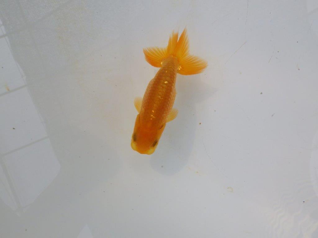 【管理魚 当歳らんちゅう 】頭、背なり、尾構え、三拍子そろってます！　約9,5㎝の上身