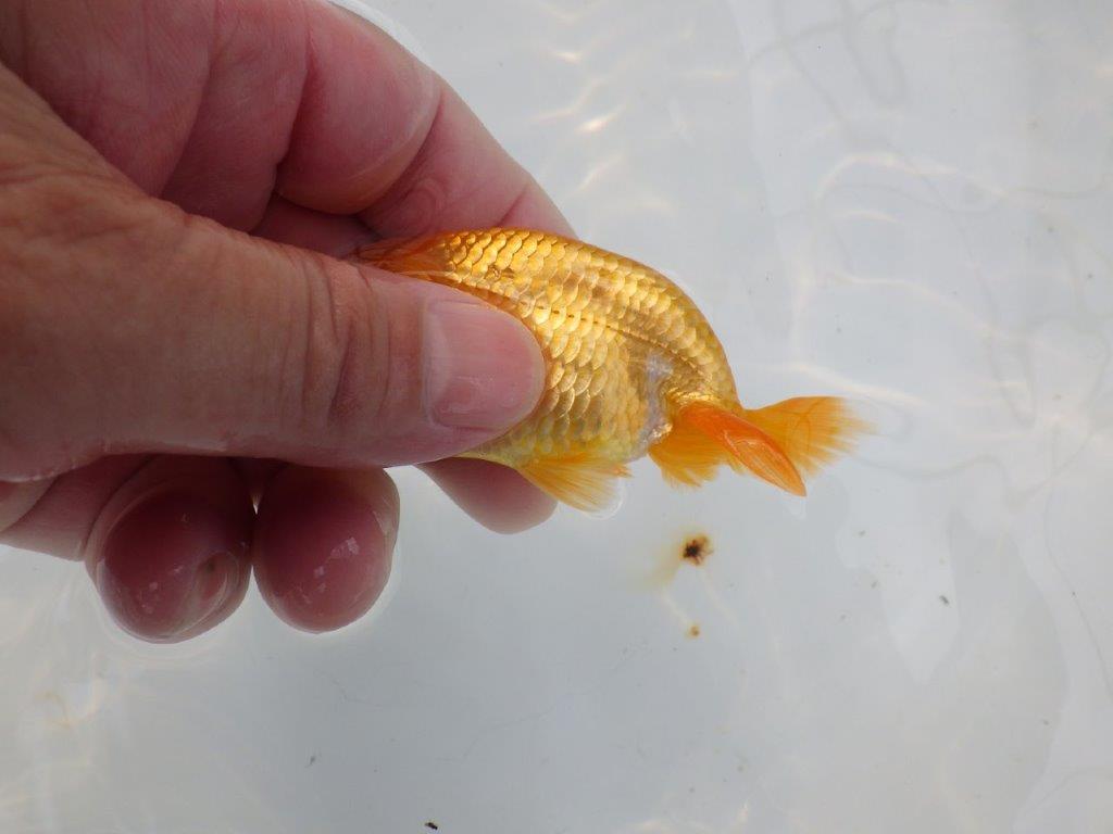 【管理魚 当歳らんちゅう 】頭、背なり、尾構え、三拍子そろってます！　約9,5㎝