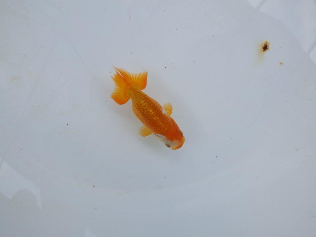 【管理魚 当歳らんちゅう 】顔の柄がとにかく可愛い！　約9㎝
