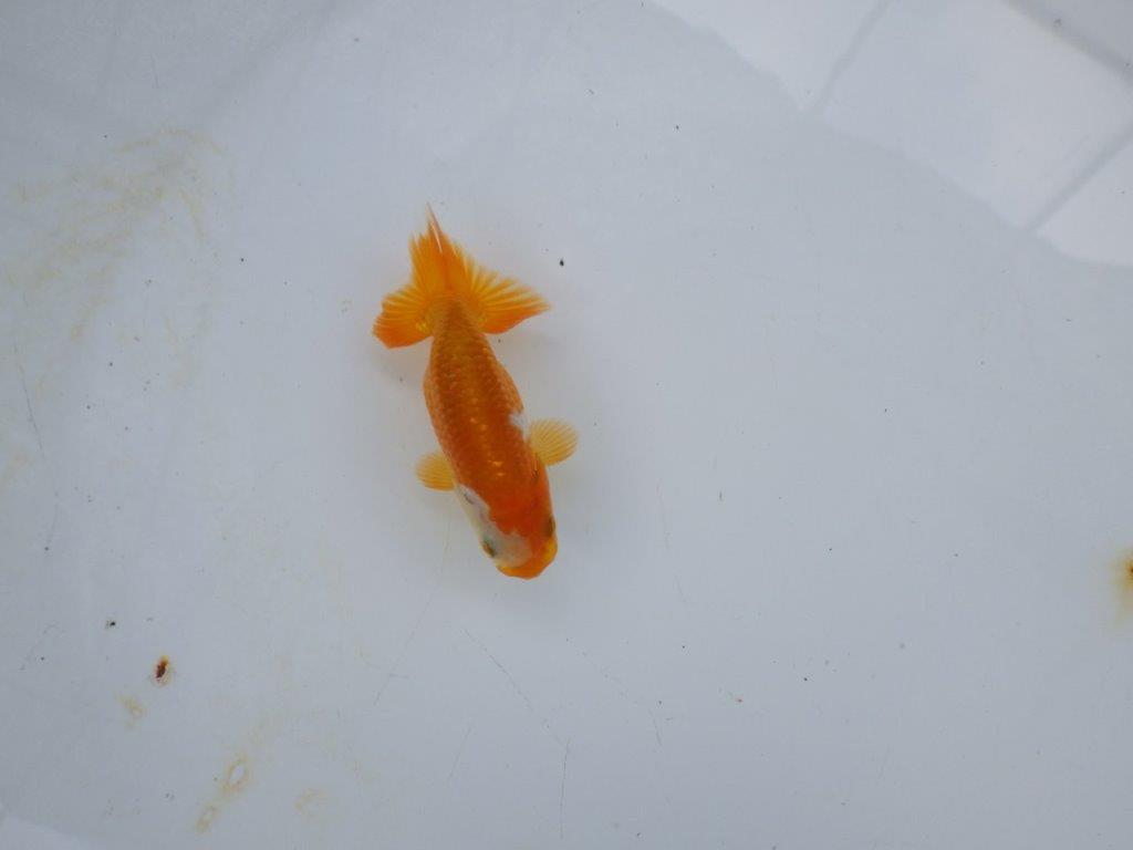 【管理魚 当歳らんちゅう 】顔の柄がとにかく可愛い！　約9㎝