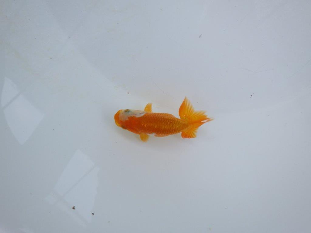 【管理魚 当歳らんちゅう 】顔の柄がとにかく可愛い！　約9㎝