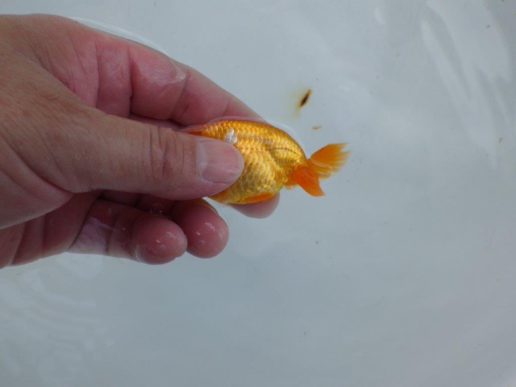 【管理魚 当歳らんちゅう 】顔の柄がとにかく可愛い！　約9㎝