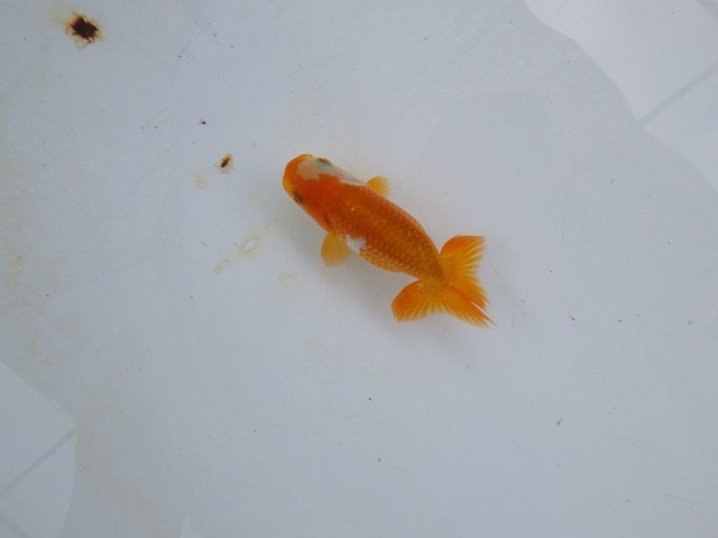 【管理魚 当歳らんちゅう 】顔の柄がとにかく可愛い！　約9㎝の上身