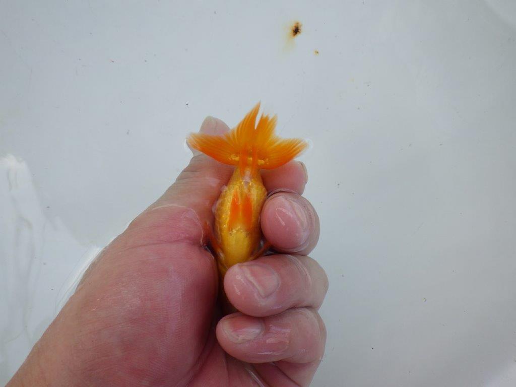 【管理魚 当歳らんちゅう 】顔の柄がとにかく可愛い！　約9㎝