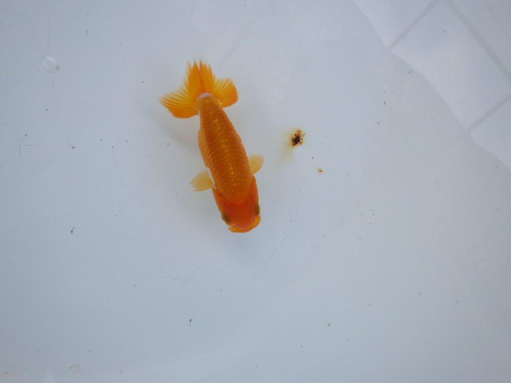【管理魚 当歳らんちゅう 】四角い頭に綺麗な背のラインで尾も◎！　約8,5㎝の上身