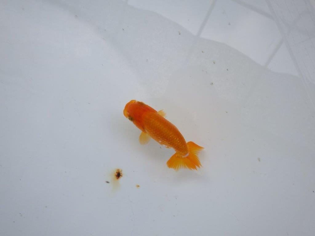 【管理魚 当歳らんちゅう 】四角い頭に綺麗な背のラインで尾も◎！　約8,5㎝