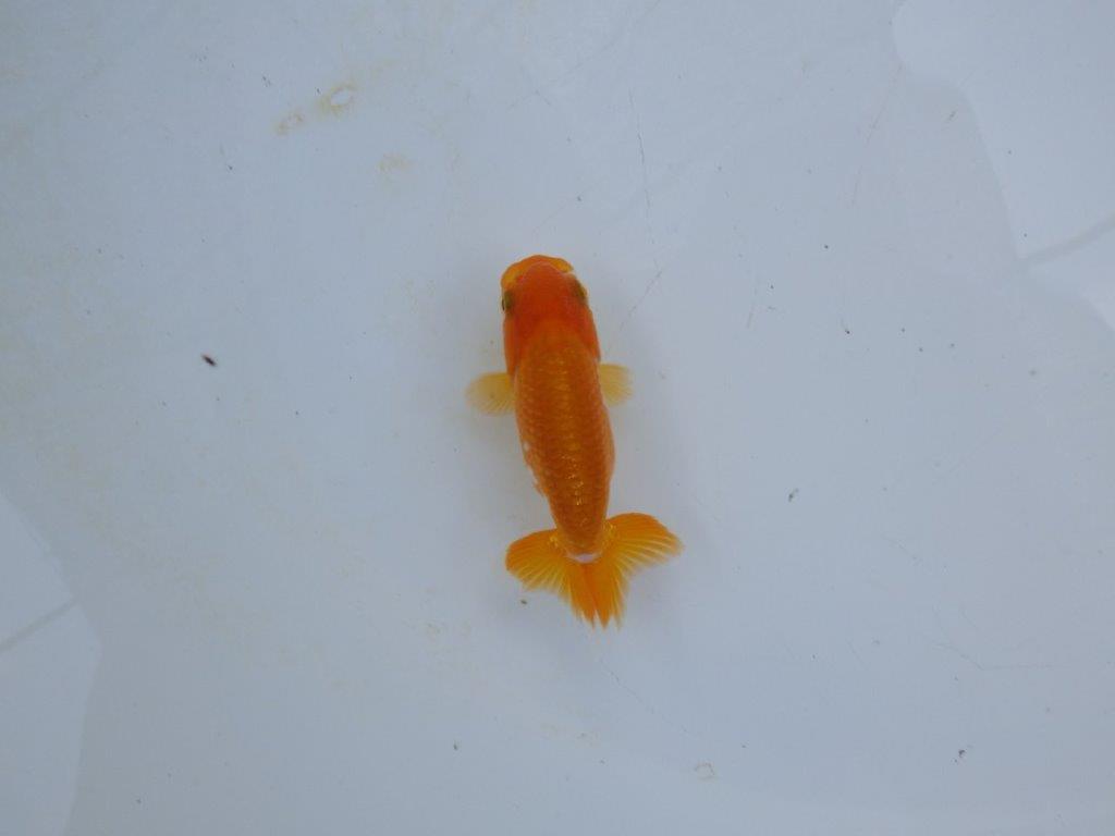 【管理魚 当歳らんちゅう 】四角い頭に綺麗な背のラインで尾も◎！　約8,5㎝