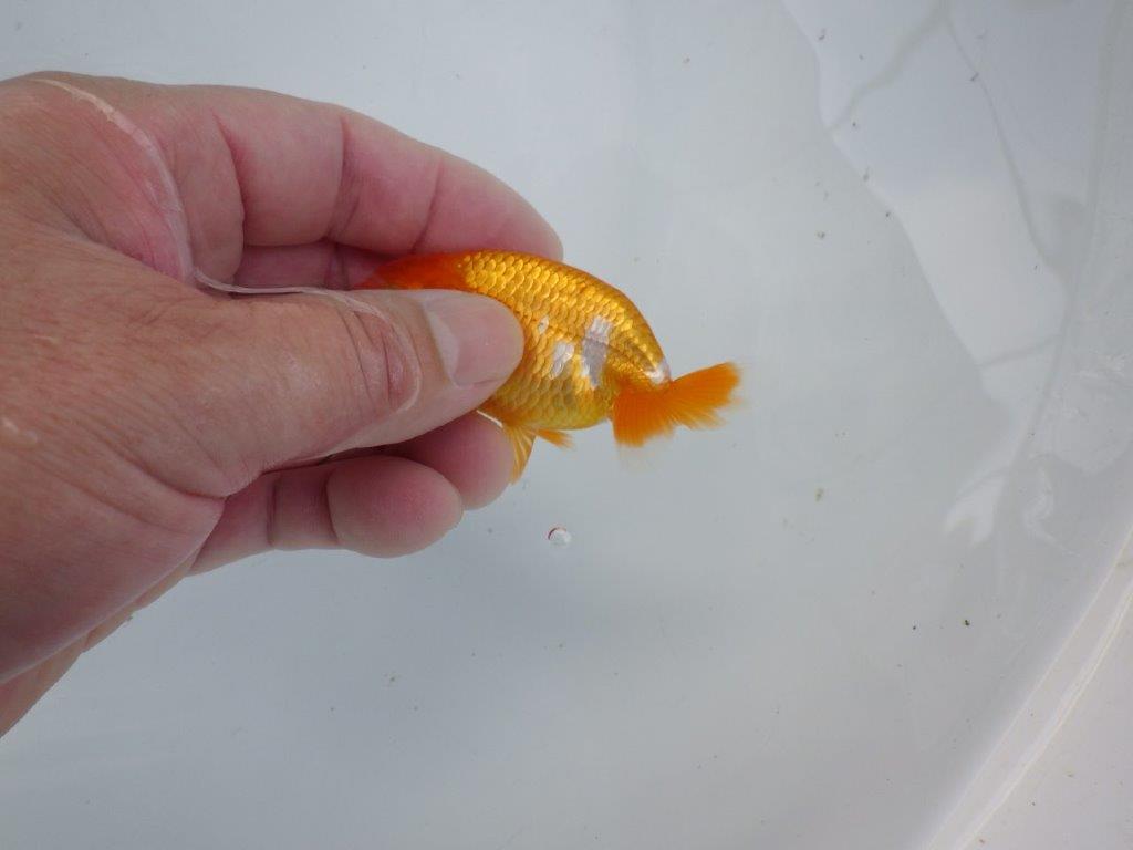 【管理魚 当歳らんちゅう 】四角い頭に綺麗な背のラインで尾も◎！　約8,5㎝