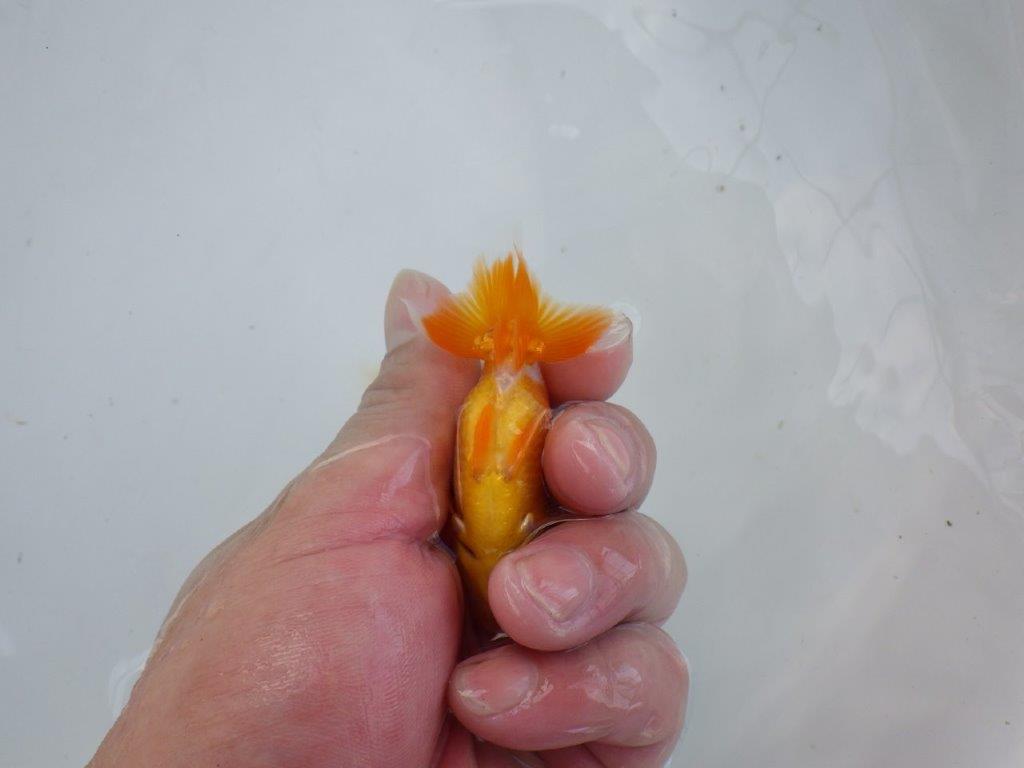 【管理魚 当歳らんちゅう 】四角い頭に綺麗な背のラインで尾も◎！　約8,5㎝