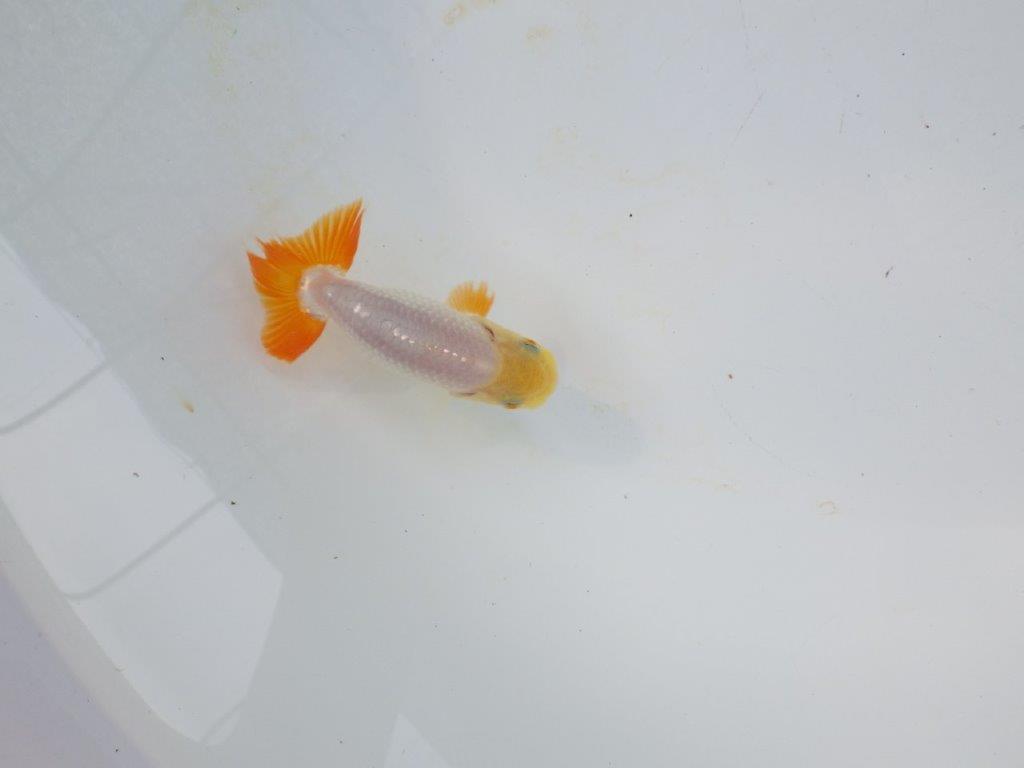 【管理魚 当歳らんちゅう 】背のラインも尾も良く尾のヒバンが美しい！　約9㎝