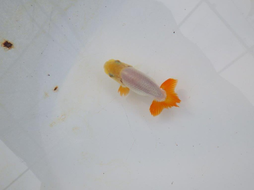 【管理魚 当歳らんちゅう 】背のラインも尾も良く尾のヒバンが美しい！　約9㎝