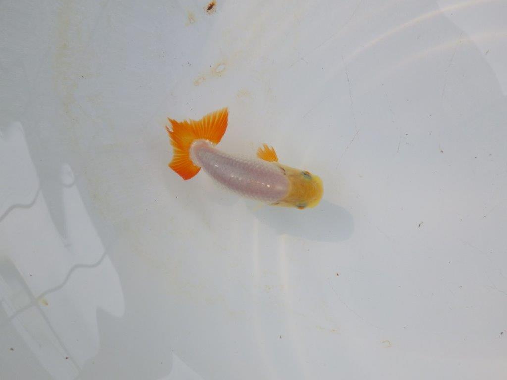 【管理魚 当歳らんちゅう 】背のラインも尾も良く尾のヒバンが美しい！　約9㎝