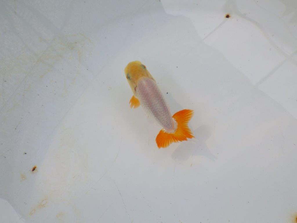【管理魚 当歳らんちゅう 】背のラインも尾も良く尾のヒバンが美しい！　約9㎝