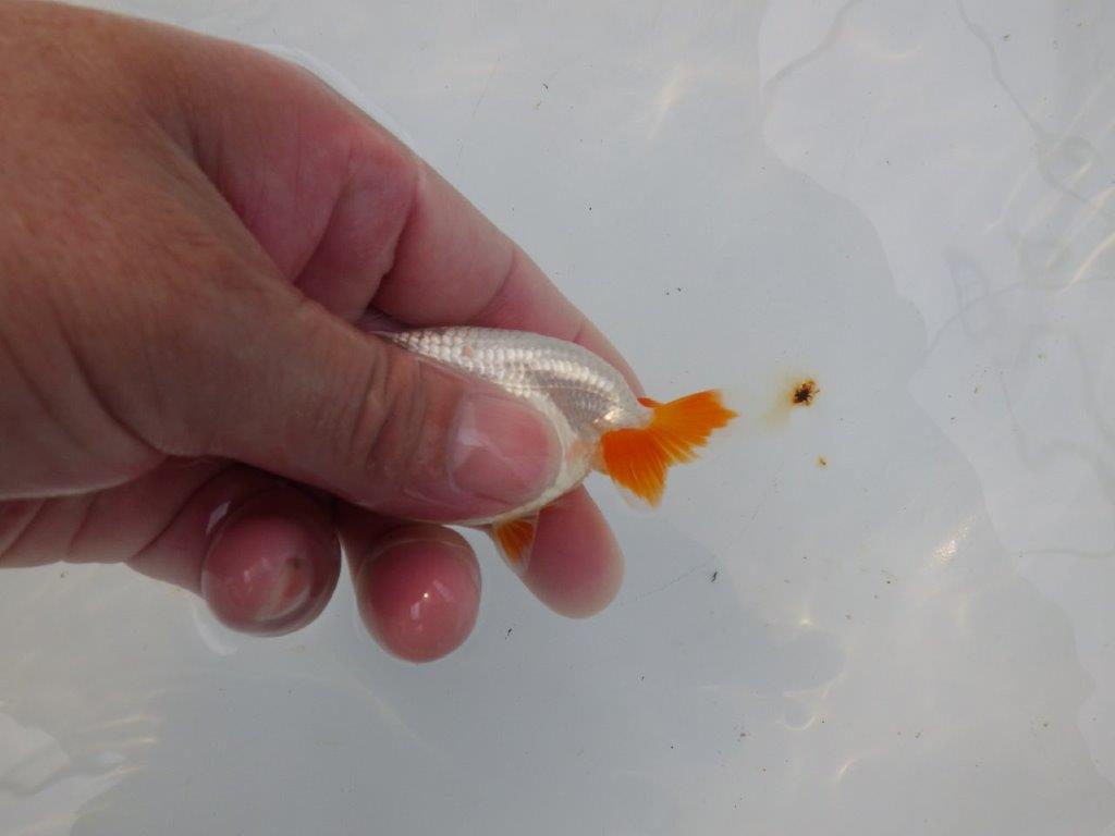 【管理魚 当歳らんちゅう 】背のラインも尾も良く尾のヒバンが美しい！　約9㎝