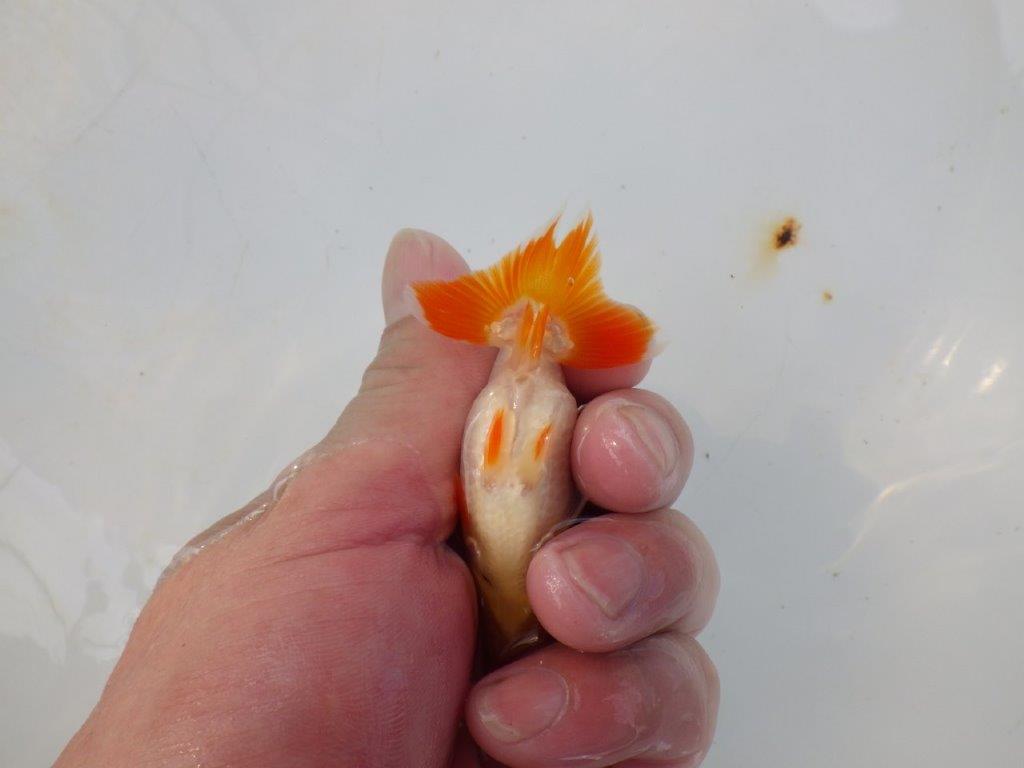 【管理魚 当歳らんちゅう 】背のラインも尾も良く尾のヒバンが美しい！　約9㎝