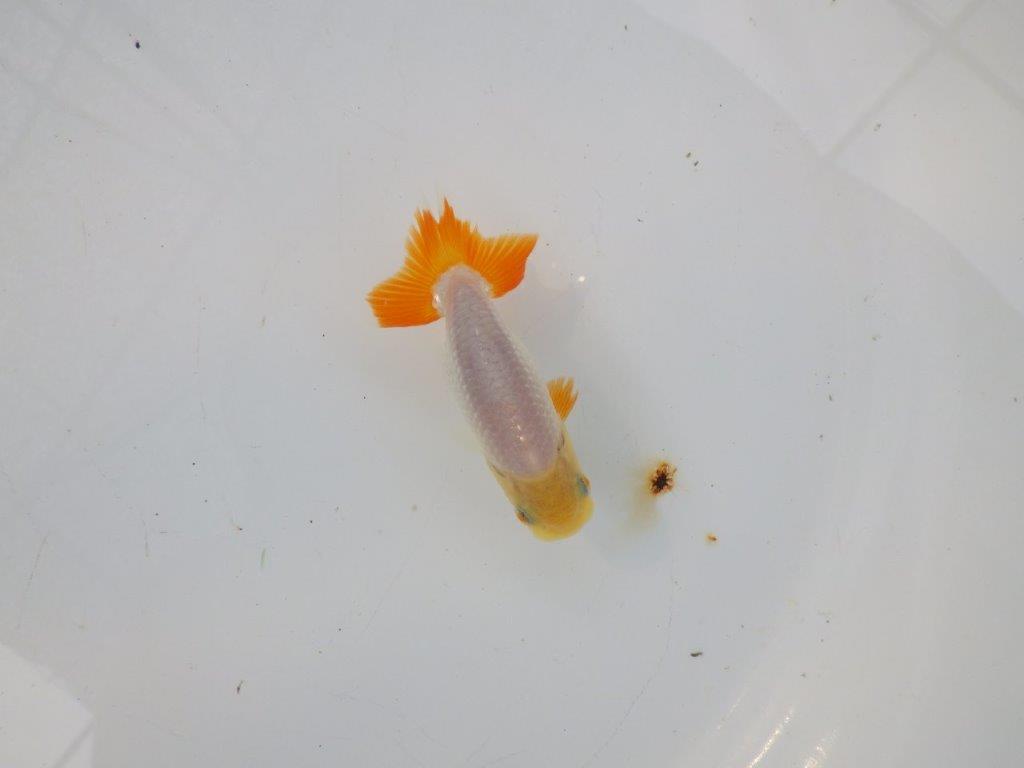 【管理魚 当歳らんちゅう 】背のラインも尾も良く尾のヒバンが美しい！　約9㎝の上身
