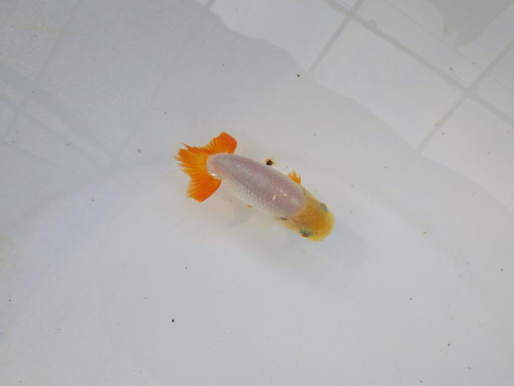 【管理魚 当歳らんちゅう 】背のラインも尾も良く尾のヒバンが美しい！　約9㎝