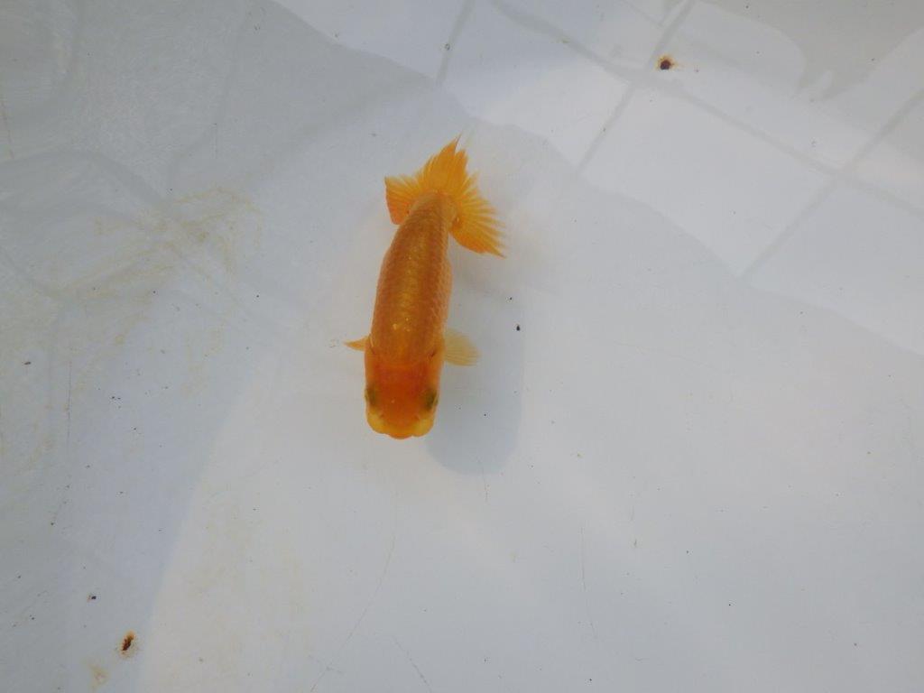 【管理魚 当歳らんちゅう 】魚の雰囲気が良く日々の成長をお楽しみください！　約9㎝