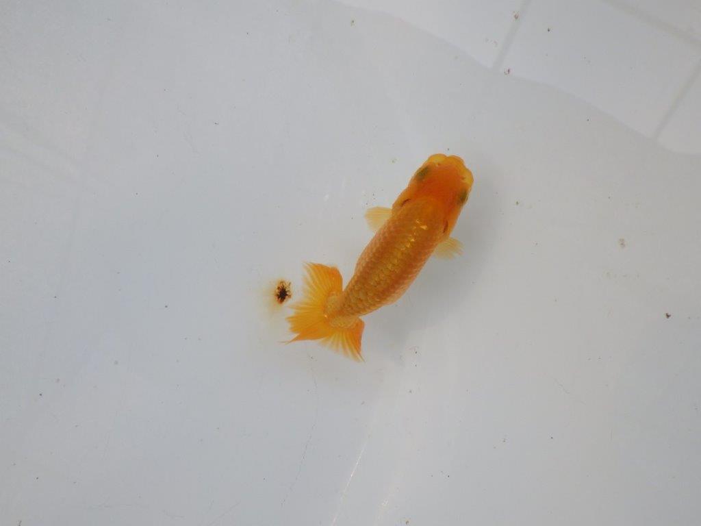 【管理魚 当歳らんちゅう 】魚の雰囲気が良く日々の成長をお楽しみください！　約9㎝