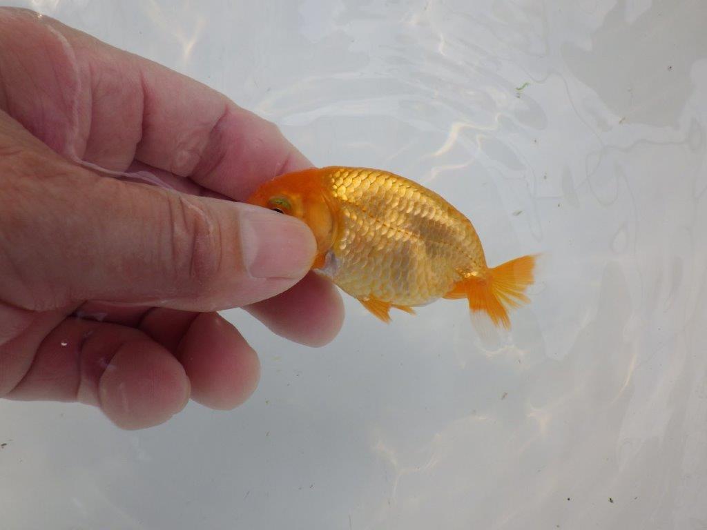 【管理魚 当歳らんちゅう 】魚の雰囲気が良く日々の成長をお楽しみください！　約9㎝