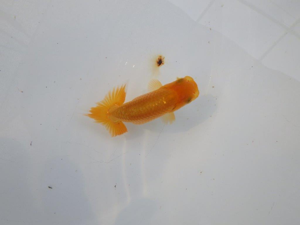 【管理魚 当歳らんちゅう 】魚の雰囲気が良く日々の成長をお楽しみください！　約9㎝