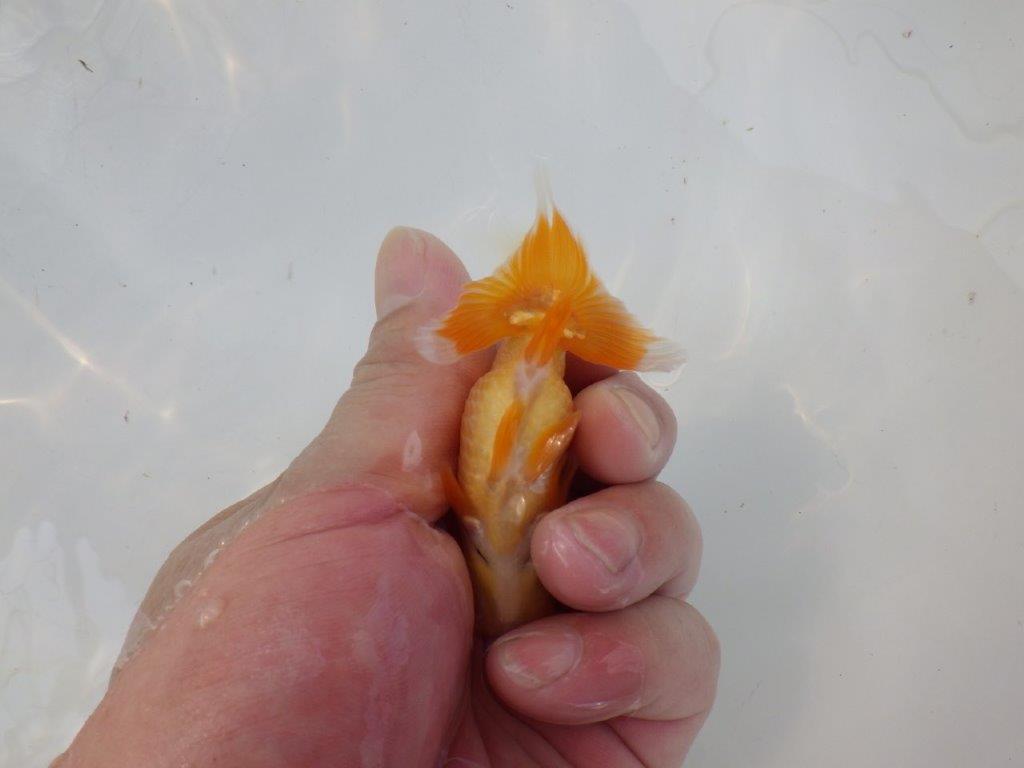 【管理魚 当歳らんちゅう 】魚の雰囲気が良く日々の成長をお楽しみください！　約9㎝