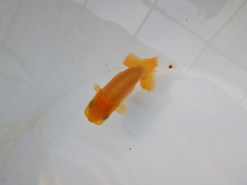 【管理魚 当歳らんちゅう 】魚の雰囲気が良く日々の成長をお楽しみください！　約9㎝の上身