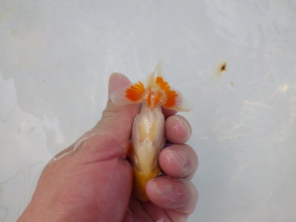 【管理魚 当歳らんちゅう 】水槽映えする綺麗な更紗をお楽しみください！　約10,5㎝