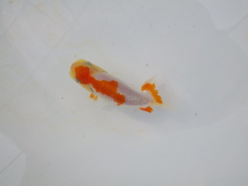 【管理魚 当歳らんちゅう 】水槽映えする綺麗な更紗をお楽しみください！　約10,5㎝